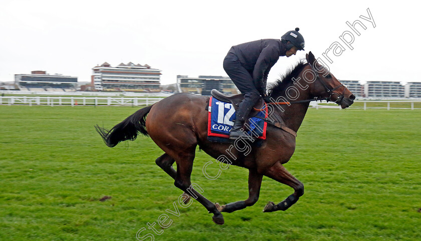 Regents-Stroll-0002 
 REGENTS STROLL (Harry Cobden)
Coral Gold Cup gallops morning Newbury 19 Nov 20234 - Pic Steven Cargill / Racingfotos.com