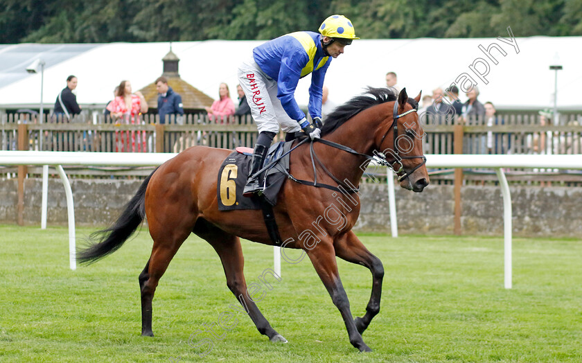 Dark-Kestrel-0001 
 DARK KESTREL (Robert Havlin)
Newmarket 30 Jun 2023 - Pic Steven Cargill / Racingfotos.com