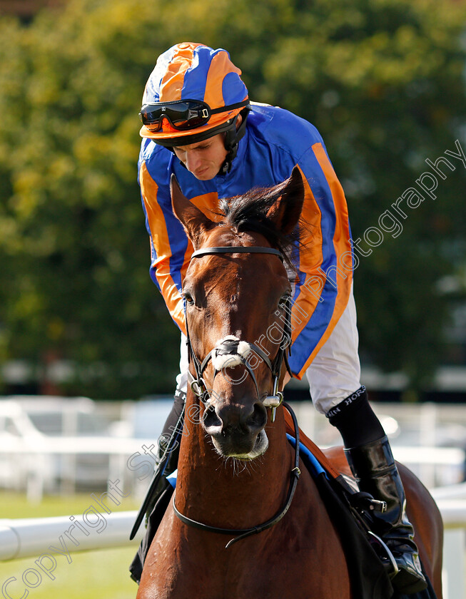 Baritone-0001 
 BARITONE (Ryan Moore) Newbury 23 Sep 2017 - Pic Steven Cargill / Racingfotos.com