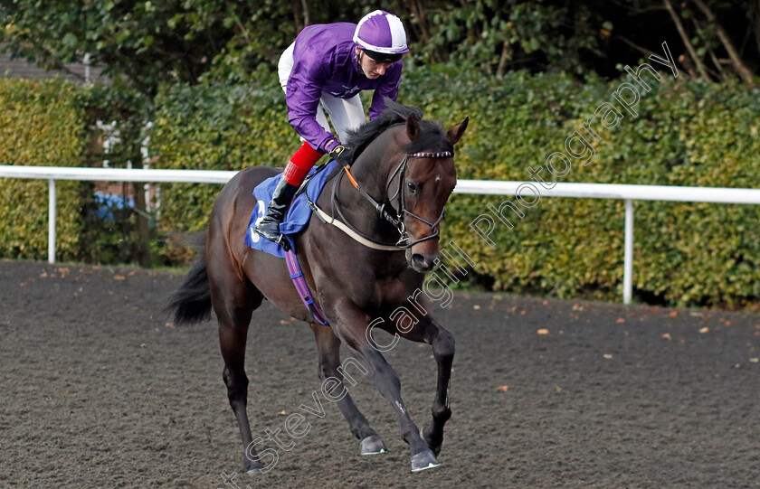 Go-Bears-Go-0001 
 GO BEARS GO (David Egan)
Kempton 2 Oct 2024 - pic Steven Cargill / Racingfotos.com