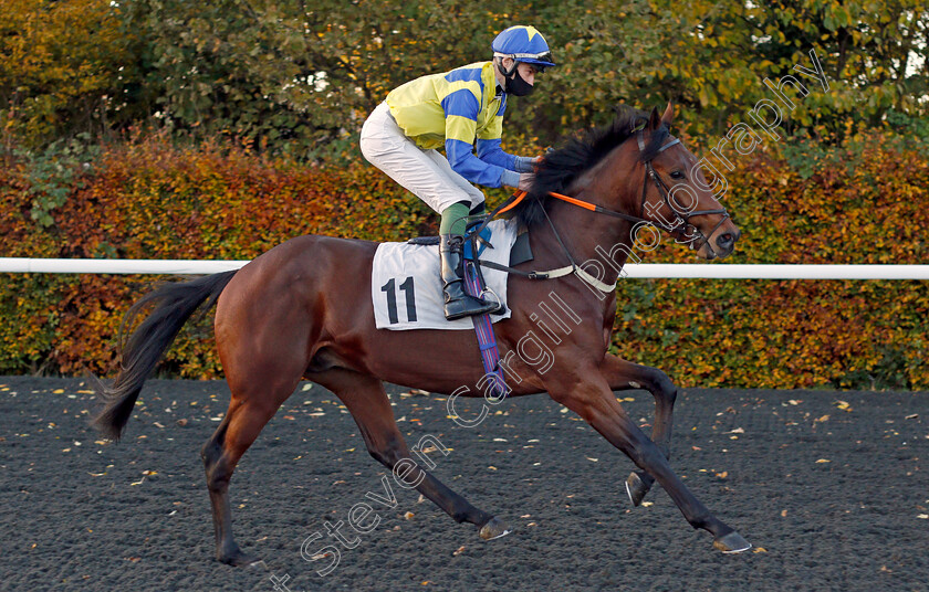 Patriotic-0001 
 PATRIOTIC (Daniel Muscutt)
Kempton 2 Nov 2020 - Pic Steven Cargill / Racingfotos.com