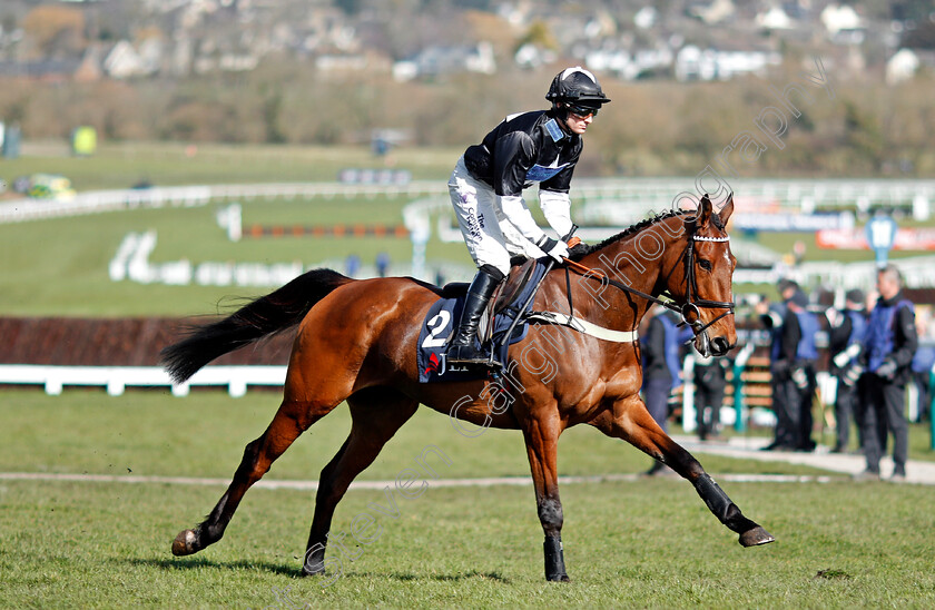 Bigmartre-0001 
 BIGMARTRE (Harry Bannister) Cheltenham 15 Mar 2018 - Pic Steven Cargill / Racingfotos.com