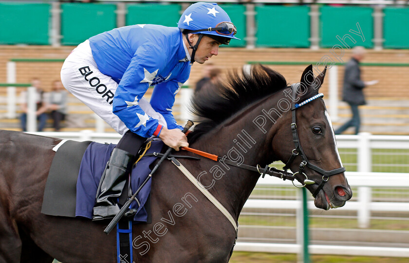 Celestin s-0001 
 CELESTIN'S (Martin Harley) Yarmouth 24 Oct 2017 - Pic Steven Cargill / Racingfotos.com