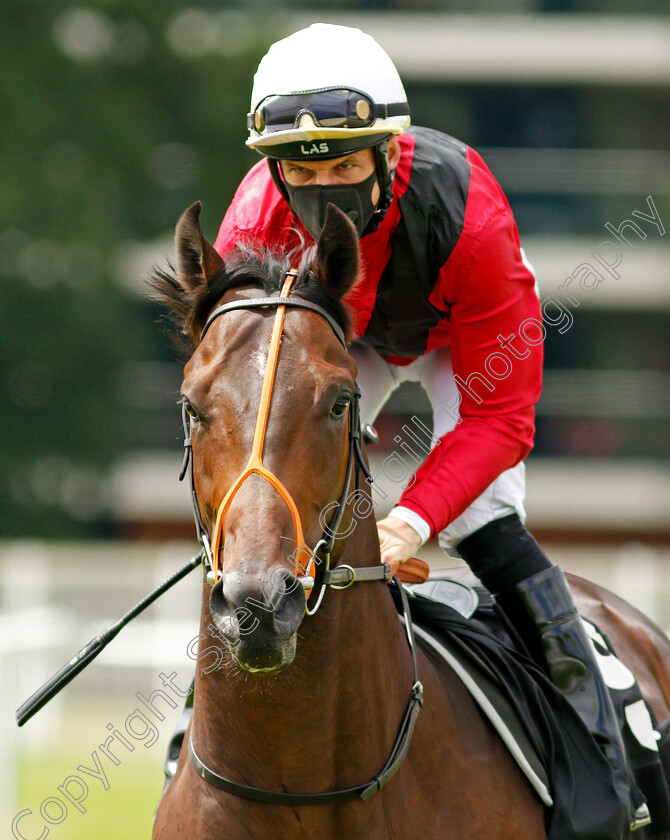 Pure-Dreamer-0001 
 PURE DREAMER (Pat Dobbs)
Newbury 19 Jul 2020 - Pic Steven Cargill / Racingfotos.com