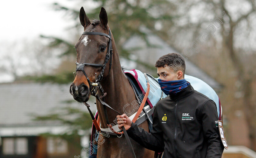 Shishkin-0003 
 SHISHKIN before The SBK Clarence House Chase
Ascot 22 Jan 2022 - Pic Steven Cargill / Racingfotos.com