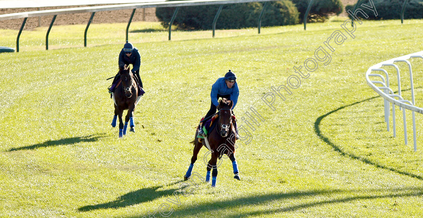 Expert-Eye-leads-Mustashry-0001 
 EXPERT EYE leads MUSTASHRY exercising ahead of the Breeders' Cup Mile
Churchill Downs USA 29 Oct 2018 - Pic Steven Cargill / Racingfotos.com