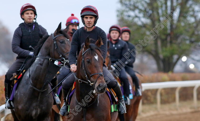 Order-Of-Australia-0003 
 ORDER OF AUSTRALIA leads the Aidan O'Brien string training for the Breeders' Cup 
Keeneland USA 1 Nov 2022 - Pic Steven Cargill / Racingfotos.com