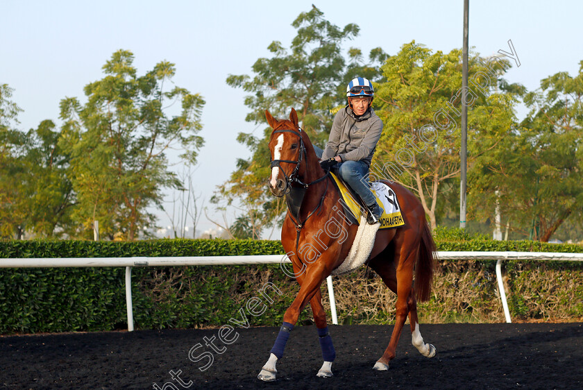 Mohaafeth-0007 
 MOHAAFETH (Jim Crowley) training for The Dubai Turf
Meydan, Dubai, 24 Mar 2022 - Pic Steven Cargill / Racingfotos.com