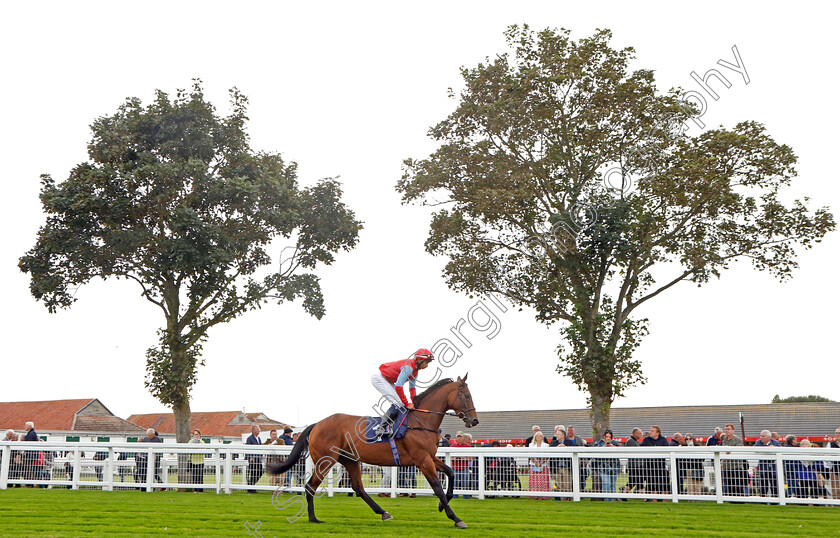 Divine-Comedy-0001 
 DIVINE COMEDY (Kaiya Fraser)
Yarmouth 21 Sep 2023 - Pic Steven Cargill / Racingfotos.com