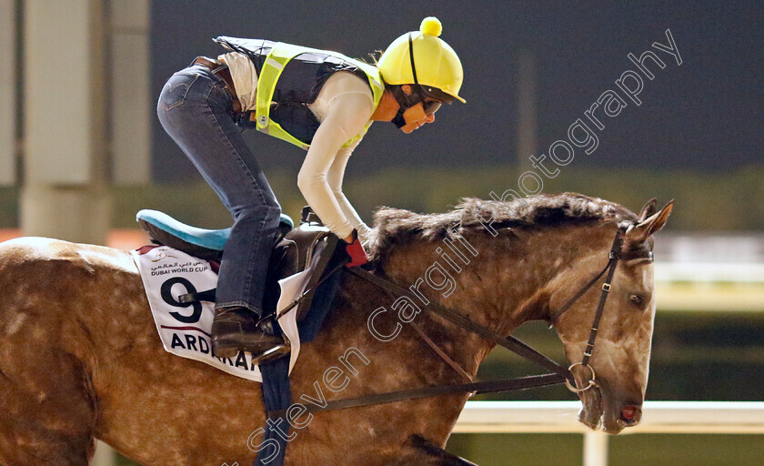 Ardakan-0001 
 ARDAKAN training for the Dubai Gold Cup
Meydan, Dubai, 21 Mar 2023 - Pic Steven Cargill / Racingfotos.com