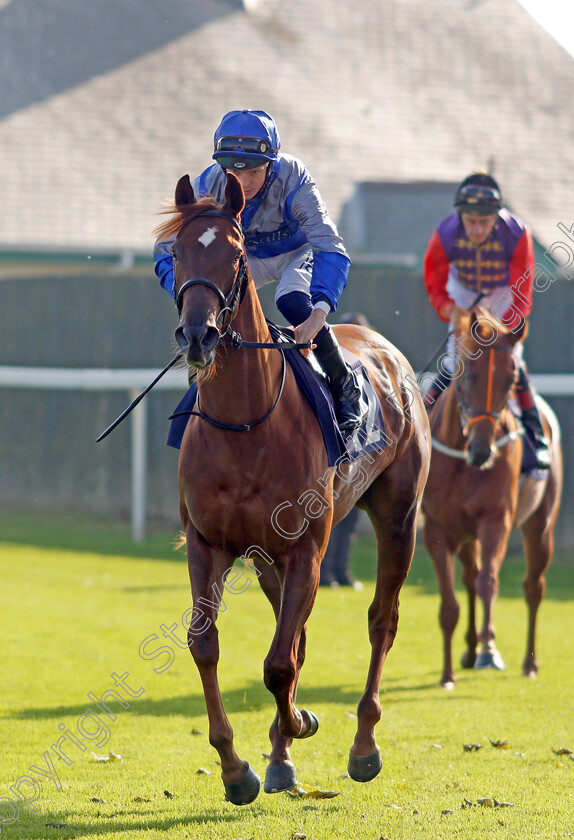 Rose s-Girl 
 ROSE'S GIRL (David Probert)
Yarmouth 19 Oct 2021 - Pic Steven Cargill / Racingfotos.com