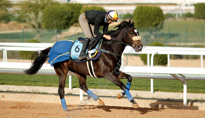 Zagato-0001 
 ZAGATO training for The International Handicap
King Abdulaziz Racecourse, Saudi Arabia 20 Feb 2024 - Pic Steven Cargill / Racingfotos.com