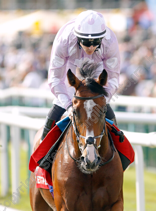 War-Rooms-0002 
 WAR ROOMS (Richard Kingscote)
Doncaster 15 Sep 2023 - Pic Steven Cargill / Racingfotos.com