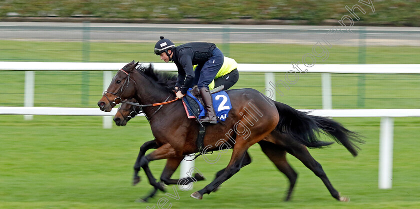 Dusart-0002 
 DUSART (James Bowen)
Coral Gold Cup Gallops Morning
Newbury 21 Nov 2023 - Pic Steven Cargill / Racingfotos.com