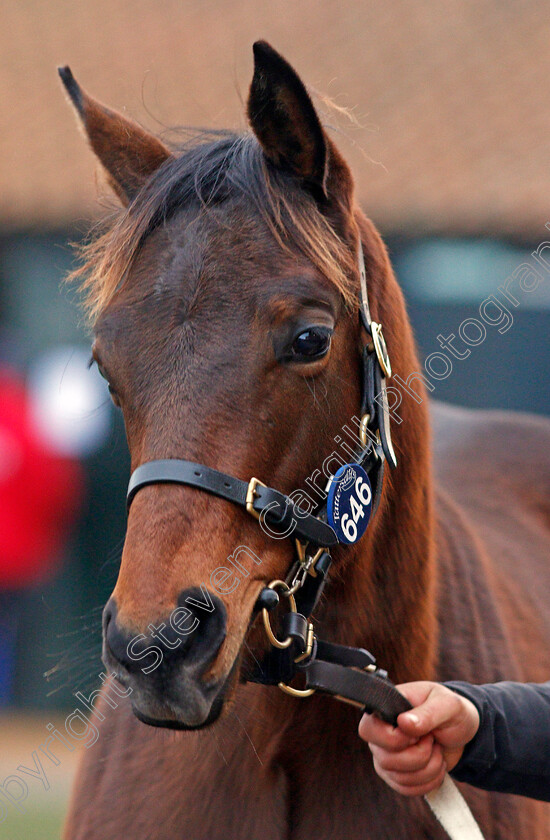 Lot-0646-colt-by-Kodiac-x-Gold-Again-0002 
 Lot 646, a colt by Kodiac x Gold Again, after selling for 210,000 Guineas at Tattersalls December Foal Sale, Newmarket 30 Nov 2017 - Pic Steven Cargill / Racingfotos.com