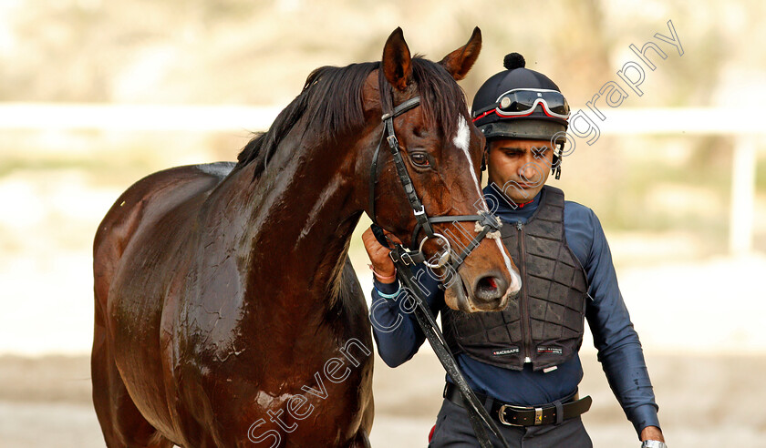 Global-Giant-0004 
 GLOBAL GIANT after training for the Bahrain International Trophy
Rashid Equestrian & Horseracing Club, Bahrain, 18 Nov 2020