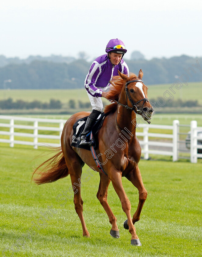 Brilliant-0001 
 BRILLIANT (Seamie Heffernan)
The Curragh 10 Sep 2023 - Pic Steven Cargill / Racingfotos.com