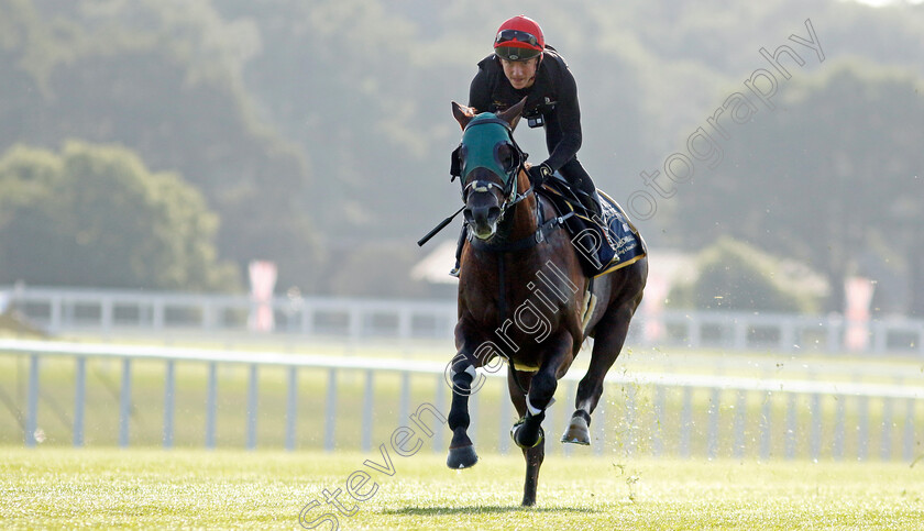 Cannonball-0014 
 CANNONBALL preparing for Royal Ascot
Ascot 14 Jun 2023 - Pic Steven Cargill / Racingfotos.com