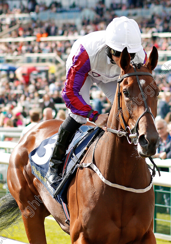 Laurens-0001 
 LAURENS (P J Mcdonald) winner of The William Hill May Hill Stakes Doncaster 14 Sep 2017 - Pic Steven Cargill / Racingfotos.com