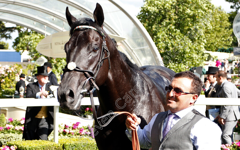 Biometric-0012 
 BIOMETRIC after The Britannia Stakes
Royal Ascot 20 Jun 2019 - Pic Steven Cargill / Racingfotos.com