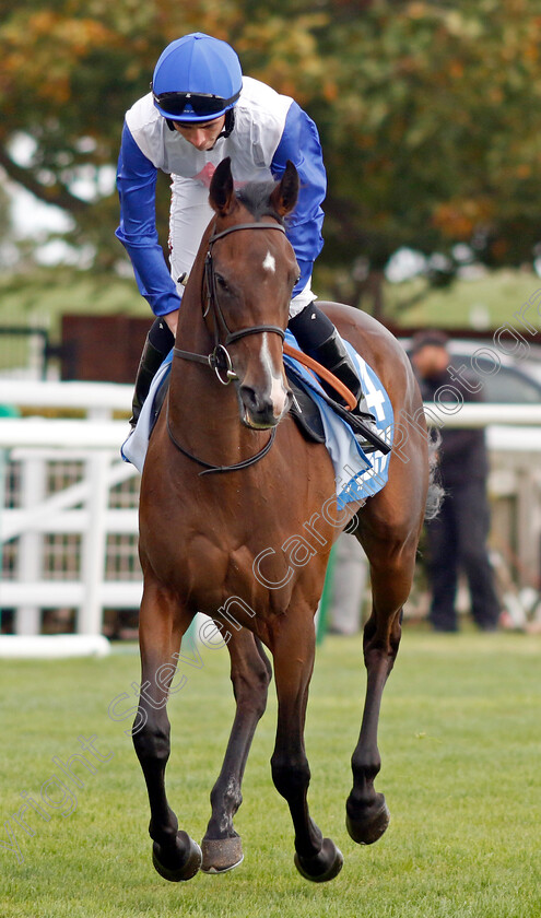 Lose-Yourself-0001 
 LOSE YOURSELF (Rossa Ryan)
Newmarket 7 Oct 2022 - Pic Steven Cargill / Racingfotos.com