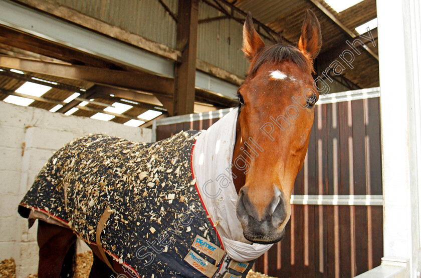 Cue-Card-0002 
 CUE CARD at Colin Tizzard's stables near Sherborne 21 Feb 2018 - Pic Steven Cargill / Racingfotos.com