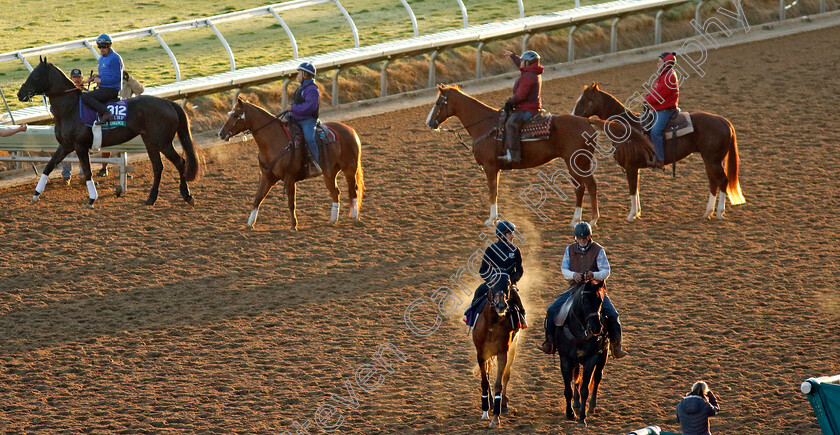 Soprano-0002 
 SOPRANO training for the Breeders' Cup Filly & Mare Turf
Del Mar USA 30 Oct 2024 - Pic Steven Cargill / Racingfotos.com