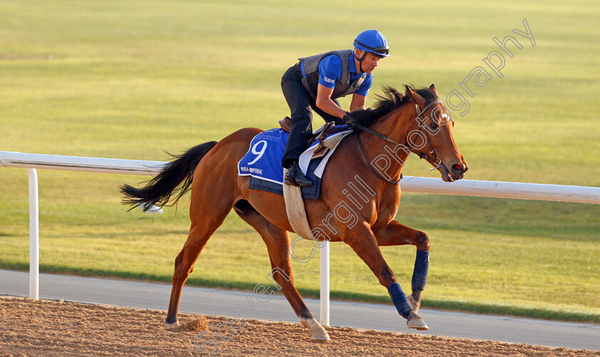 Rosa-Imperial-0002 
 ROSA IMPERIAL exercising in preparation for The Godolphin Mile Meydan 28 Mar 2018 - Pic Steven Cargill / Racingfotos.com