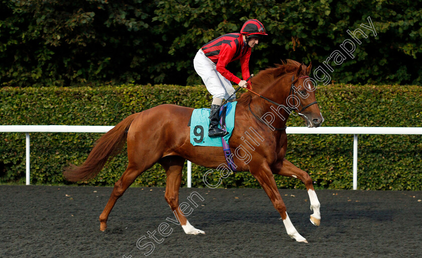 Stormbomber-0001 
 STORMBOMBER (Liam Keniry)
Kempton 3 Sep 2019 - Pic Steven Cargill / Racingfotos.com