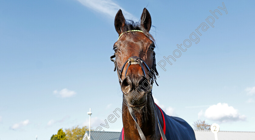 Midnights-Legacy-0013 
 MIDNIGHTS LEGACY after The Download The Star Sports App Now EBF Novice Stakes
Bath 16 Oct 2019 - Pic Steven Cargill / Racingfotos.com