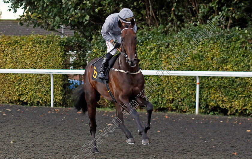 Night-Raider-0009 
 NIGHT RAIDER (Tom Marquand) winner of The ebfstallions.com Conditions Stakes
Kempton 2 Oct 2024 - Pic Steven Cargill / Racingfotos.com