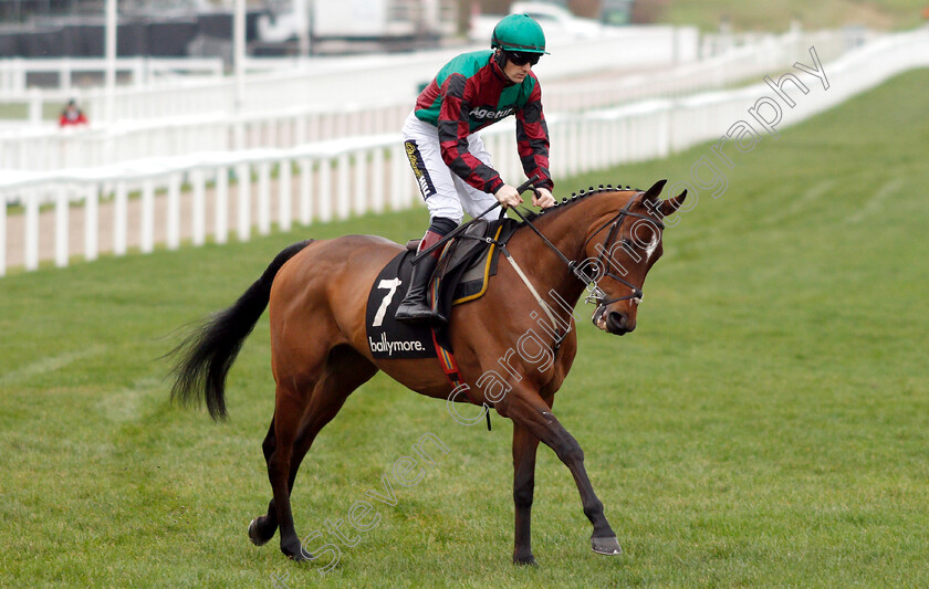 Rocco-0002 
 ROCCO (Sam Twiston-Davies)
Cheltenham 1 Jan 2019 - Pic Steven Cargill / Racingfotos.com