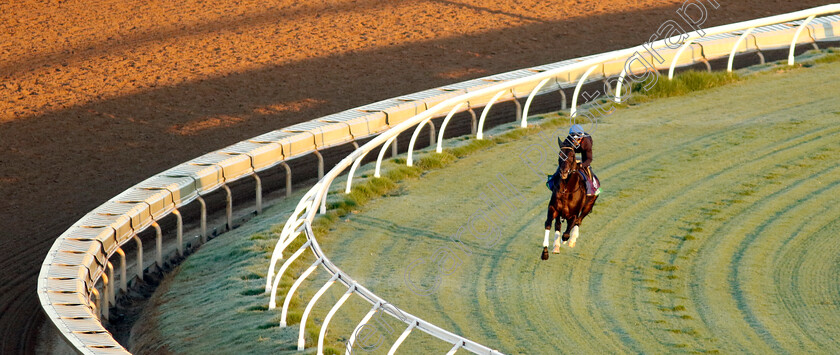 Shahryar-0002 
 SHAHRYAR training for the Breeders' Cup Turf
Del Mar USA 30 Oct 2024 - Pic Steven Cargill / Racingfotos.com