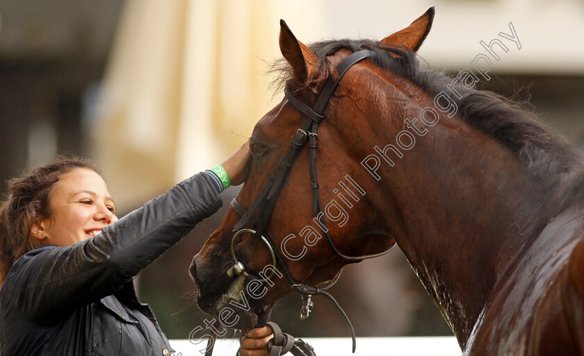 Hereby-0008 
 HEREBY after The Londonmetric Noel Murless Stakes
Ascot 4 Oct 2019 - Pic Steven Cargill / Racingfotos.com