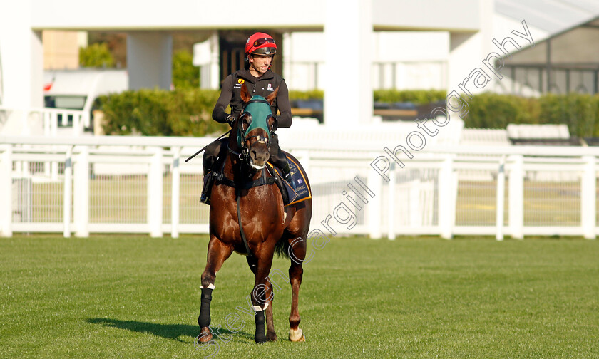 Cannonball-0019 
 CANNONBALL preparing for Royal Ascot
Ascot 14 Jun 2023 - Pic Steven Cargill / Racingfotos.com