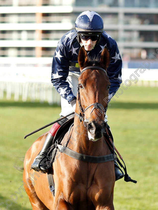 Dustin-Des-Mottes-0001 
 DUSTIN DES MOTTES (Sam Twiston-Davies)
Newbury 30 Nov 2018 - Pic Steven Cargill / Racingfotos.com