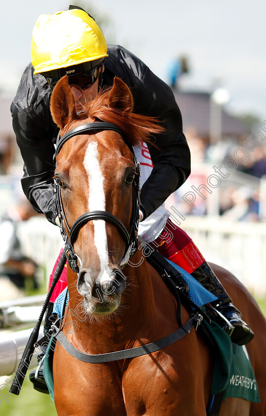 Stradivarius-0001 
 STRADIVARIUS (Frankie Dettori) before The Weatherbys Hamilton Lonsdale Cup
York 24 Aug 2018 - Pic Steven Cargill / Racingfotos.com