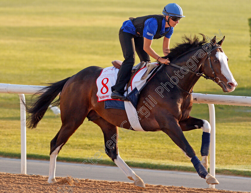 Talismanic-0004 
 TALISMANIC exercising in preparation for The Dubai World Cup Meydan 28 Mar 2018 - Pic Steven Cargill / Racingfotos.com