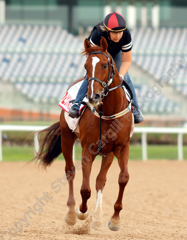 Dolkong-0002 
 DOLKONG training for the Dubai World Cup
Meydan 27 Mar 2019 - Pic Steven Cargill / Racingfotos.com