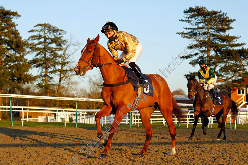 Mehmo-0001 
 MEHMO (Frederick Larson)
Lingfield 26 Feb 2021 - Pic Steven Cargill / Racingfotos.com