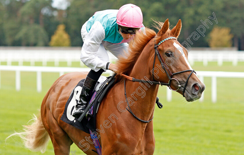 Pocket-Square-0002 
 POCKET SQUARE (Jason Watson) winner of The Royal Foresters British EBF Fillies Novice Stakes
Ascot 7 Sep 2019 - Pic Steven Cargill / Racingfotos.com