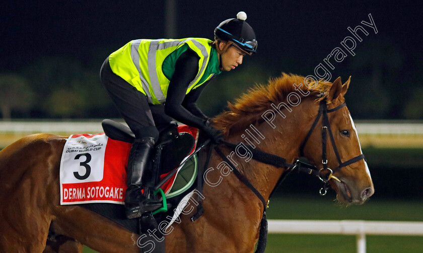 Derma-Sotogake-0002 
 DERMA SOTOGAKE training for The Dubai World Cup
Meydan Dubai 28 Mar 2024 - Pic Steven Cargill / Racingfotos.com