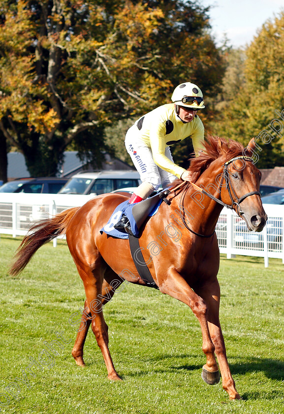 Military-Move-0001 
 MILITARY MOVE (Andrea Atzeni)
Salisbury 3 Oct 2018 - Pic Steven Cargill / Racingfotos.com