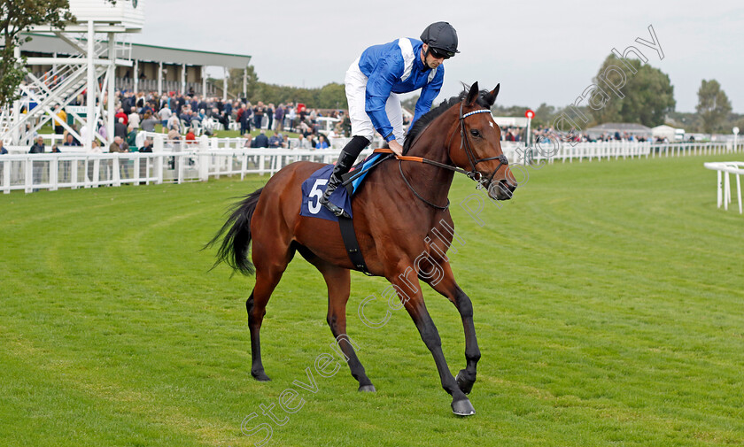 Mukaddamah-0001 
 MUKADDAMAH (Jack Mitchell)
Yarmouth 20 Sep 2023 - Pic Steven Cargill / Racingfotos.com