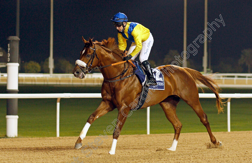 Kafoo 
 KAFOO (Tadhg O'Shea)
Meydan 4 Feb 2022 - Pic Steven Cargill / Racingfotos.com