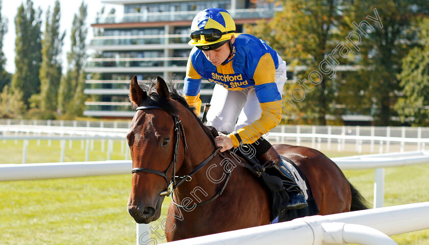 Jungle-Capers-0001 
 JUNGLE CAPERS (Callum Shepherd)
Newbury 20 Sep 2019 - Pic Steven Cargill / Racingfotos.com