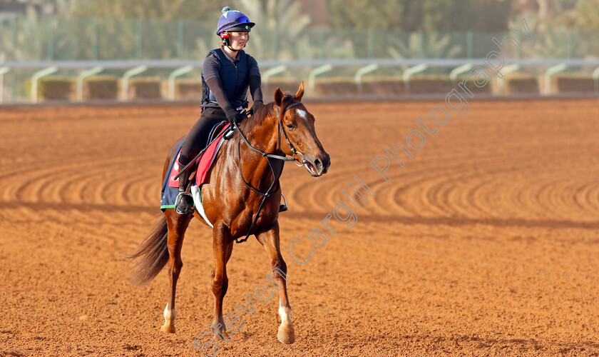 Kings-Advice-0001 
 KINGS ADVICE preparing for The Turf Handicap
Riyadh Racetrack, Kingdom Of Saudi Arabia, 27 Feb 2020 - Pic Steven Cargill / Racingfotos.com