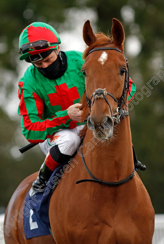 Bascule-0001 
 BASCULE (Shane Kelly)
Lingfield 19 Dec 2020 - Pic Steven Cargill / Racingfotos.com