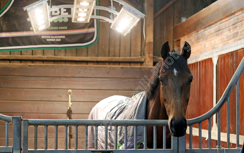 Protektorat-0001 
 PROTEKTORAT at Dan Skelton Cheltenham Festival preview morning
21 Feb 2025 - Pic Steven Cargill / Racingfotos.com