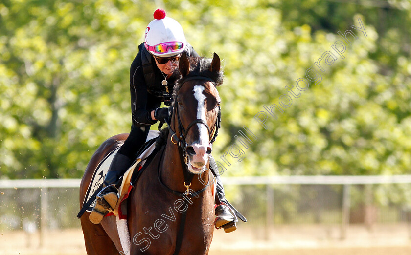 War-Of-Will-0013 
 WAR OF WILL exercising in preparation for the Preakness Stakes
Pimlico, Baltimore USA, 15 May 2019 - Pic Steven Cargill / Racingfotos.com